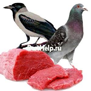 Симптомы и лечение кампилобактериоза у человека